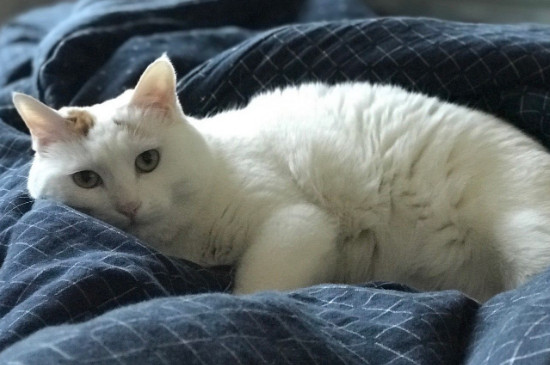 猫为什么喜欢睡在床边