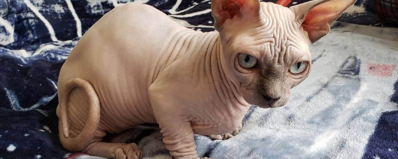 上班族养猫白天怎么办