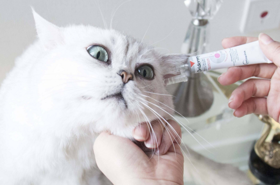 给猫咪掏耳朵能掏多深