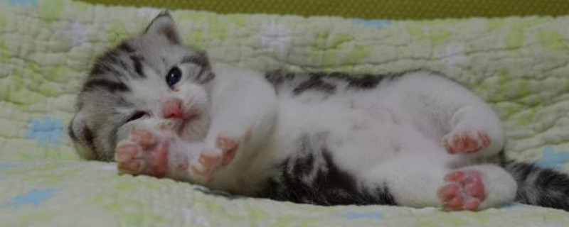 一个月的猫会认主人吗