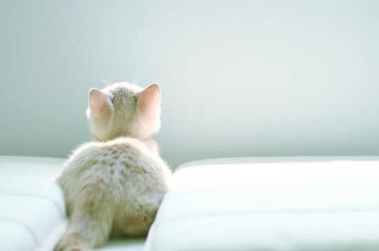 猫又吐又拉不吃不喝