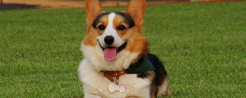 养柯基犬的禁忌