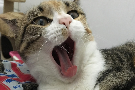 小猫拉血能自愈吗