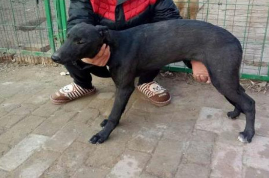 格力犬喂什么粗粮