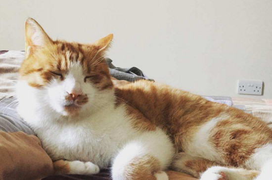 小猫尿床怎么办