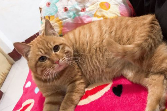 橘猫为什么很少母的