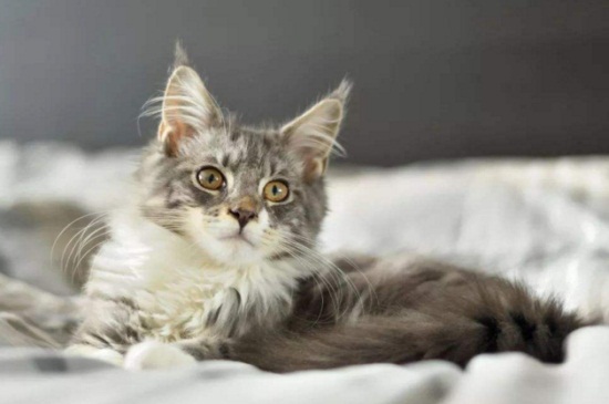 猫急性肾衰竭几天可治愈