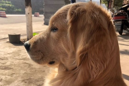 金毛成犬一天吃多少狗粮，成年金毛每天食量在450～600克
