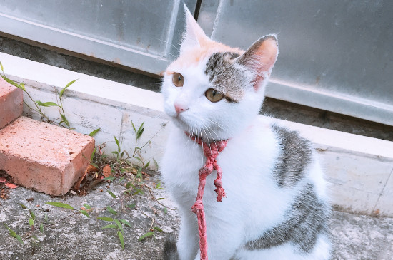 猫喉咙卡东西症状