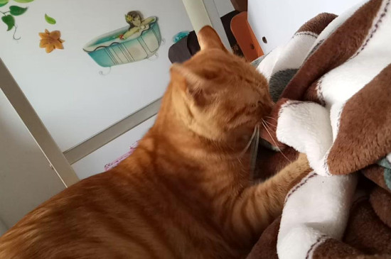 猫咪多大停止踩奶