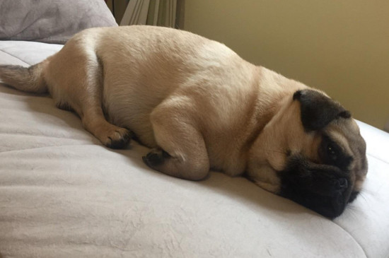 巴哥犬如何量体温，给巴哥犬测量体温的方法
