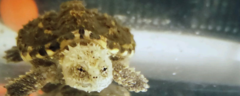 鳄龟腐皮泡碘伏有用吗