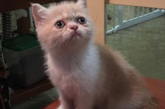 猫感到失宠的表现