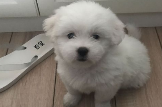 串串狗的缺点