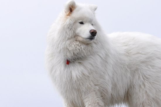 银狐犬和萨摩耶的区别