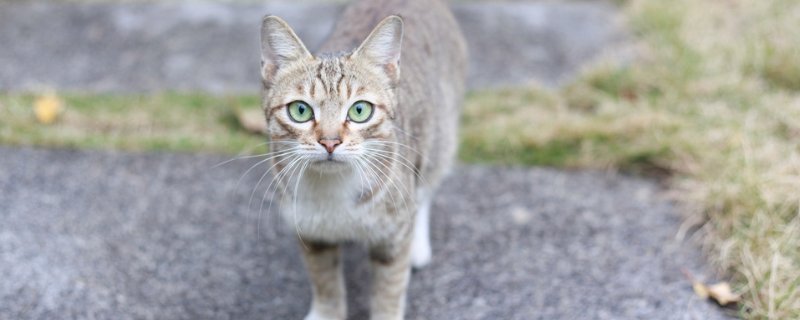 猫咪怀孕禁止吃什么