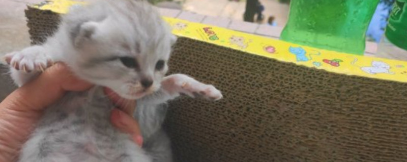 养猫需要办什么证