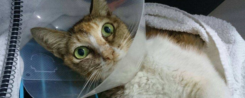 猫感冒能自愈吗