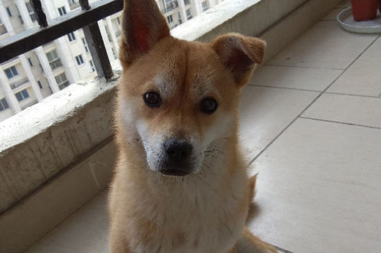 狗狗发烧吃什么药管用