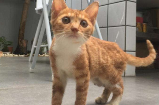 宠物店有土猫卖吗