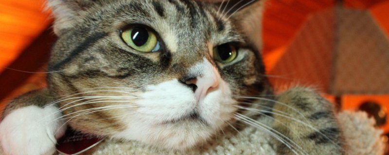 猫粮泡软把水倒掉吗