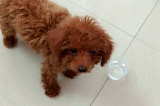 泰迪多大打疫苗
