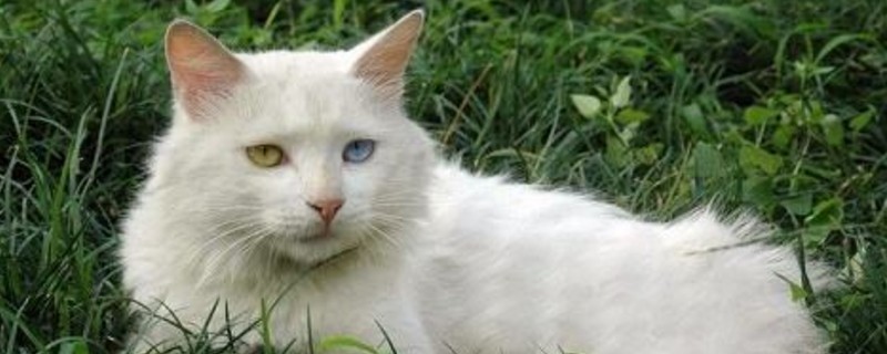 养狮子猫需要注意什么
