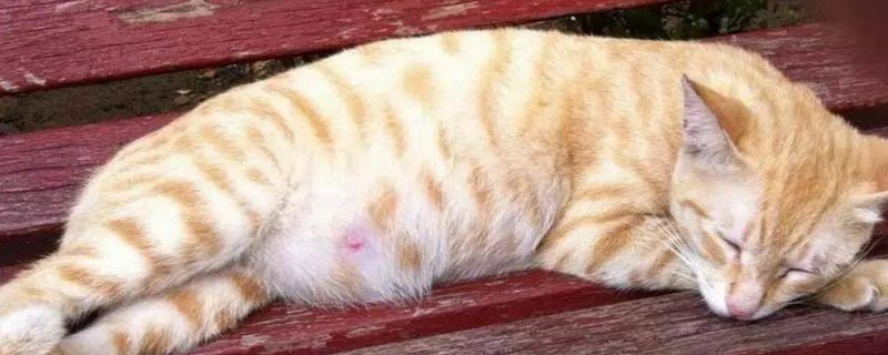 猫咪多少度算发烧