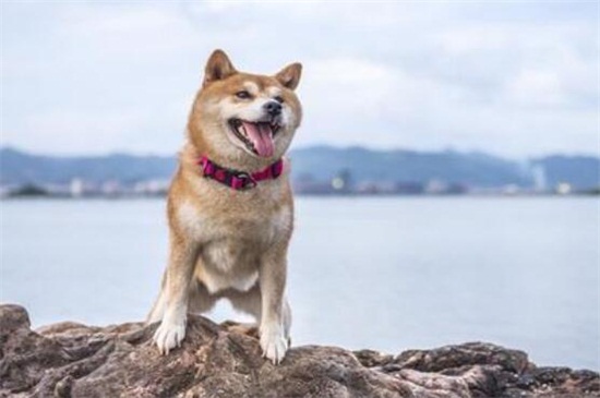如何纠正狗狗护窝