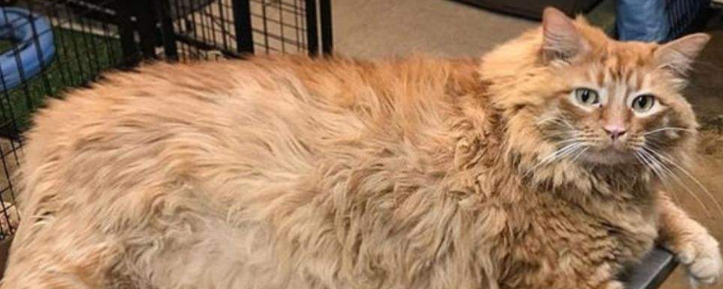 猫咪全身一阵一阵哆嗦，猫一阵一阵发抖是怎么了