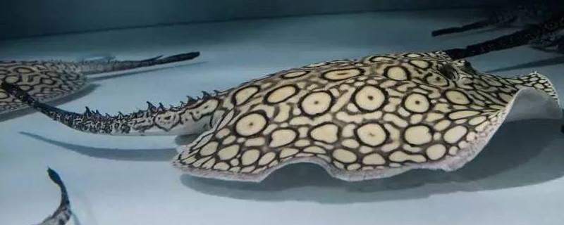 魟鱼翻肚子是什么情况