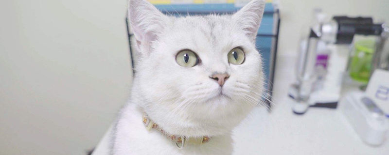猫打狂犬疫苗不良反应