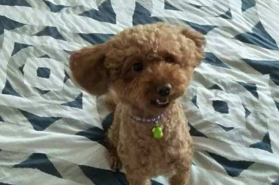狗狗大便后有几滴鲜血