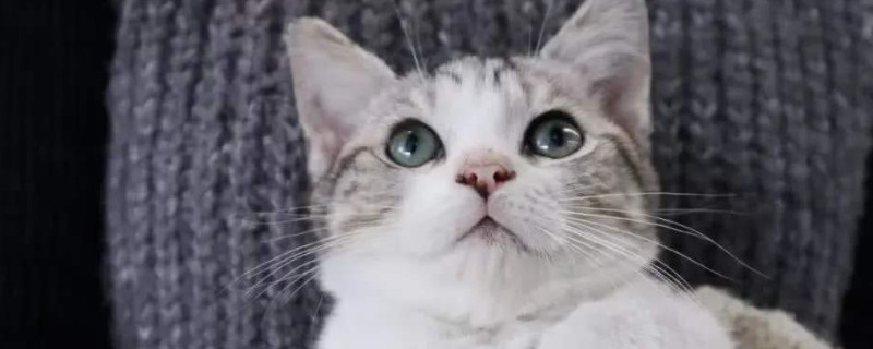 猫吃了绿萝怎么解毒