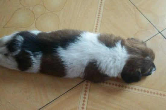 狗狗抽搐站不起来
