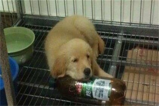 狗磨牙怎么回事