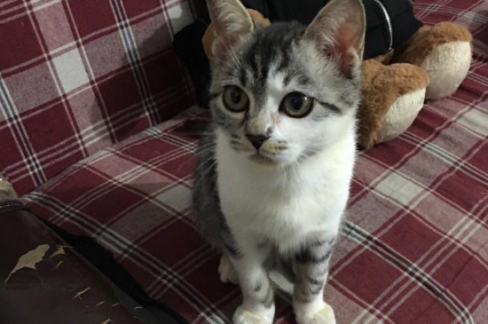 绝育公猫多久没有生育能力，公猫绝育多久不会怀孕