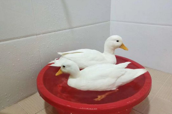 柯尔鸭会不会到处拉