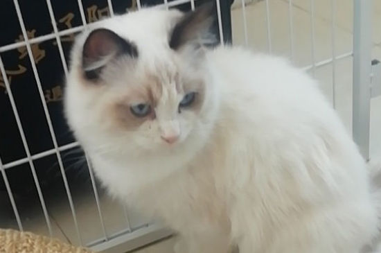 猫身上掉毛怎么办