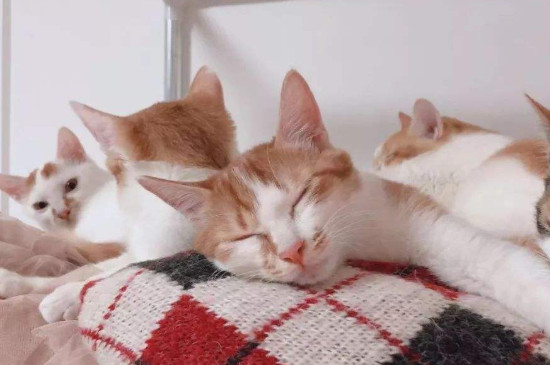 怎么和猫咪快速熟悉