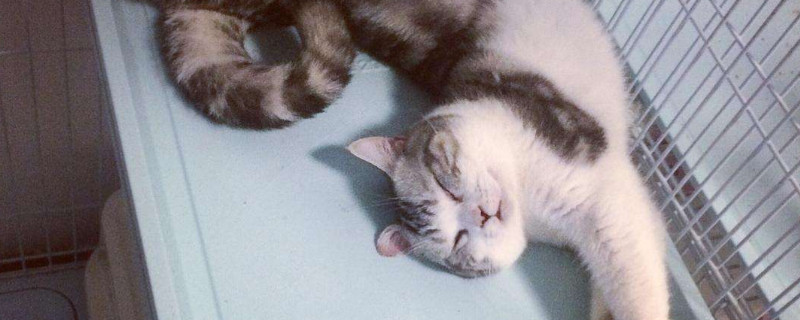怎么养猫才粘人