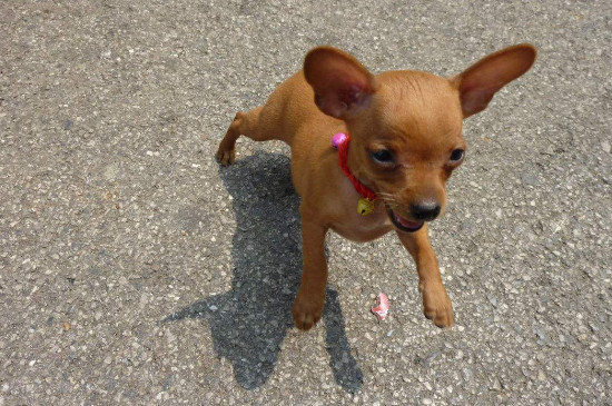 毛短的狗小型犬