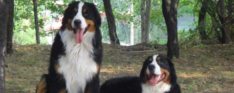 伯恩山犬为什么养的少