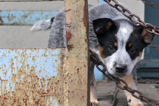 被狗狗抓伤怎么办，应立即清洗消毒并打狂犬疫苗