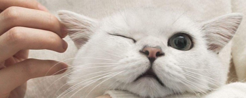 给猫咪掏耳朵能掏多深
