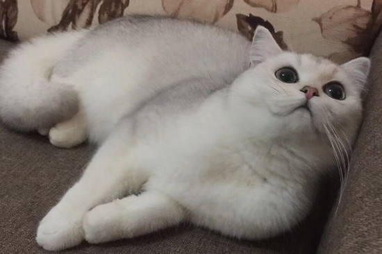 猫脱毛严重怎么回事