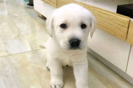 拉布拉多犬日常锻炼的五个要点是什么，需要注意的事项
