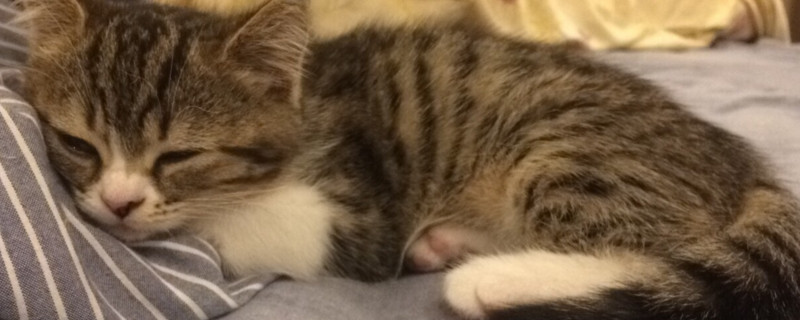 猫怀孕几个月显怀