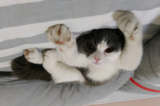 猫癣会传染给猫吗