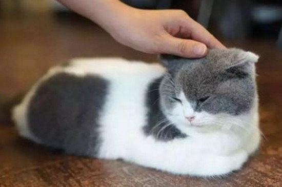 猫咪一天喝多少水正常